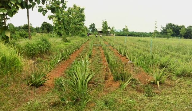 aloesiam farm, aloe vera fields for natural aloe vera production 芦荟农场,用于天然生产芦荟的芦荟田 ferme d'aloesiam, champs d'aloe vera qui sert a la production naturel de celle ci ฟาร์มอโลเซียม, ทุ่งอโวคาโดที่ใช้ในการผลิตธรรมชาติของมัน